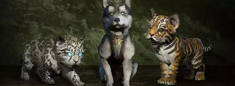 How to unlock pets in Diablo 4 How to unlock pets in Diablo 4